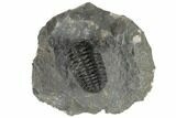 1.7" Morocops Trilobite Fossil - Ofaten, Morocco - #197143-2